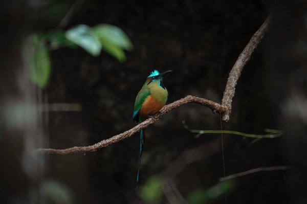 What Are the Best Small Dog Breeds for Apartment Living?